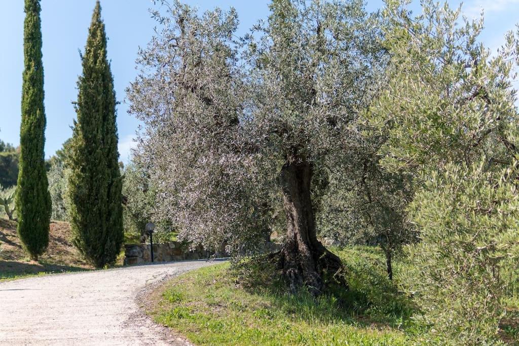 Agriturismo De Santis Castiglioncello Eksteriør bilde