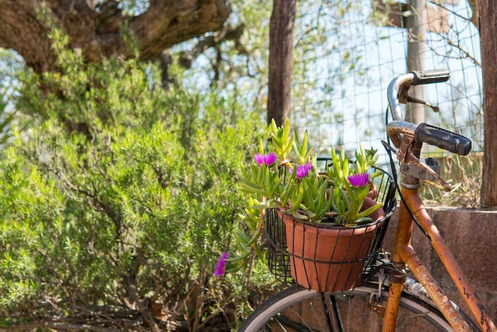 Agriturismo De Santis Castiglioncello Eksteriør bilde