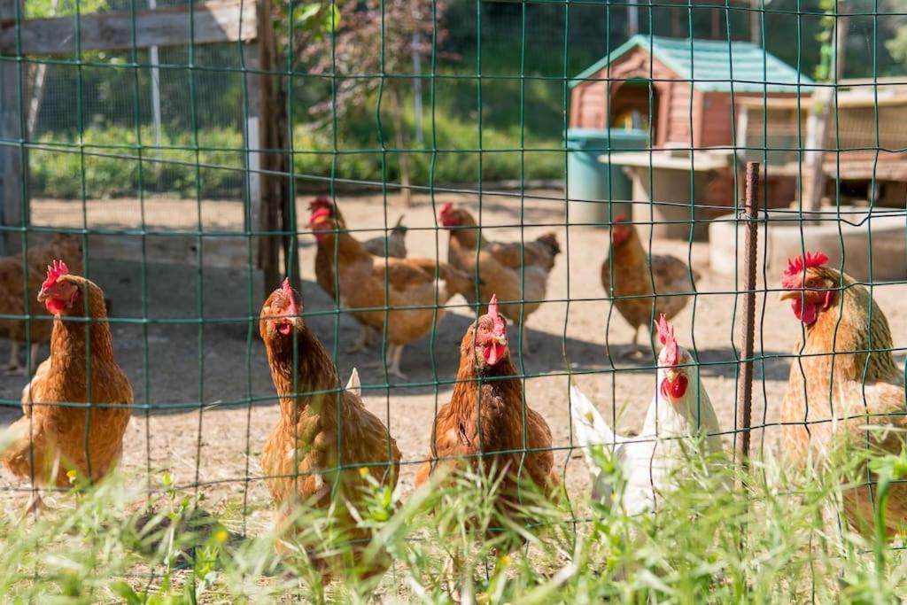 Agriturismo De Santis Castiglioncello Eksteriør bilde